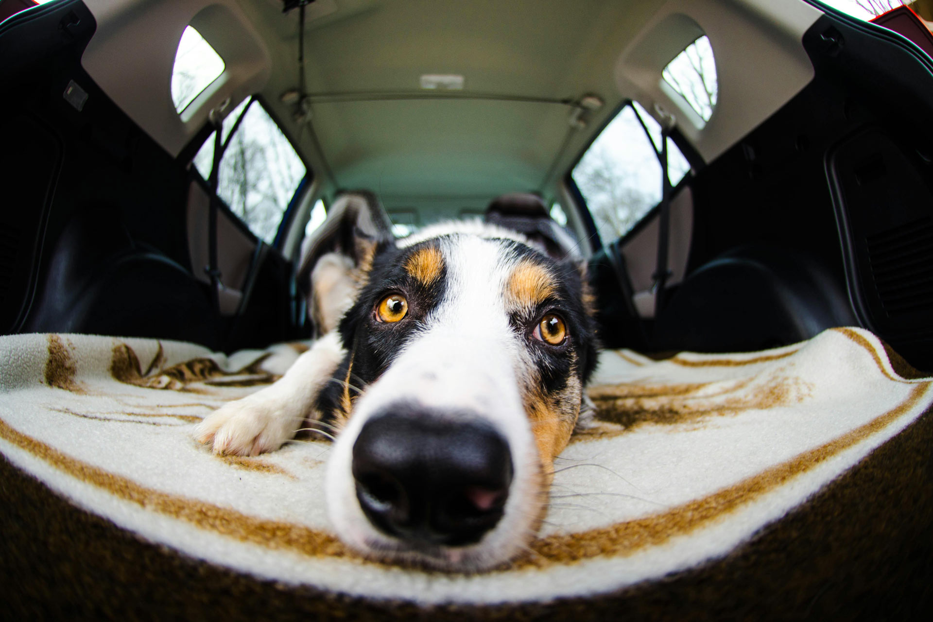 Hund im Auto